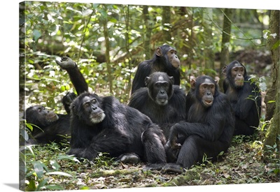 Chimpanzee group resting on forest floor, western Uganda