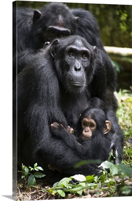 Chimpanzee mother with six month old infant, western Uganda