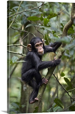 Chimpanzee one and a half year old infant playing in tree, western Uganda