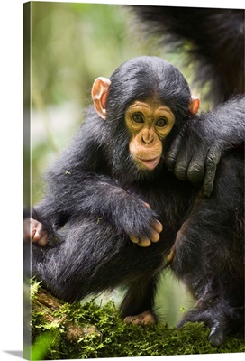 Chimpanzee six month old infant, western Uganda