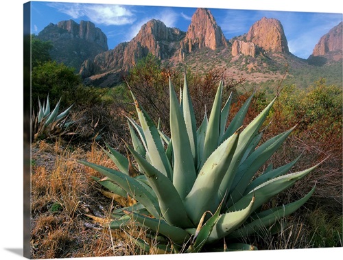 Chisos Agave (Agave havardiana) and the Chisos Mountains, Big Bend National Park, Texas | Large Canvas, White Floating Frame Wall Art Pri...