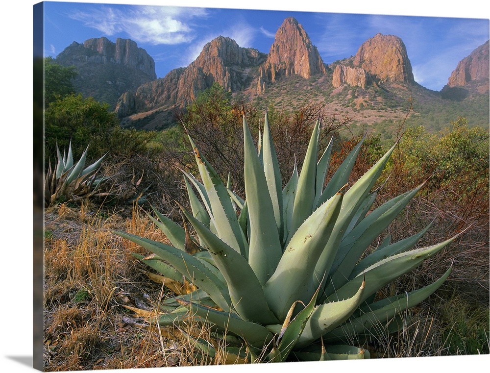 A large agave plant sits in front of the dry desert brush at the base of large red rock formations.
