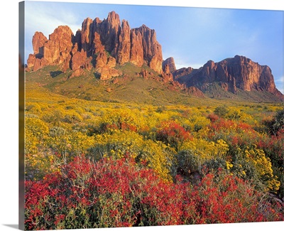 Chuparosa and Brittlebush, Superstition Mountains, Arizona