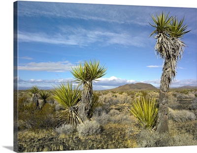Cinder Cones and Joshua Trees, Mojave National Preserve, California