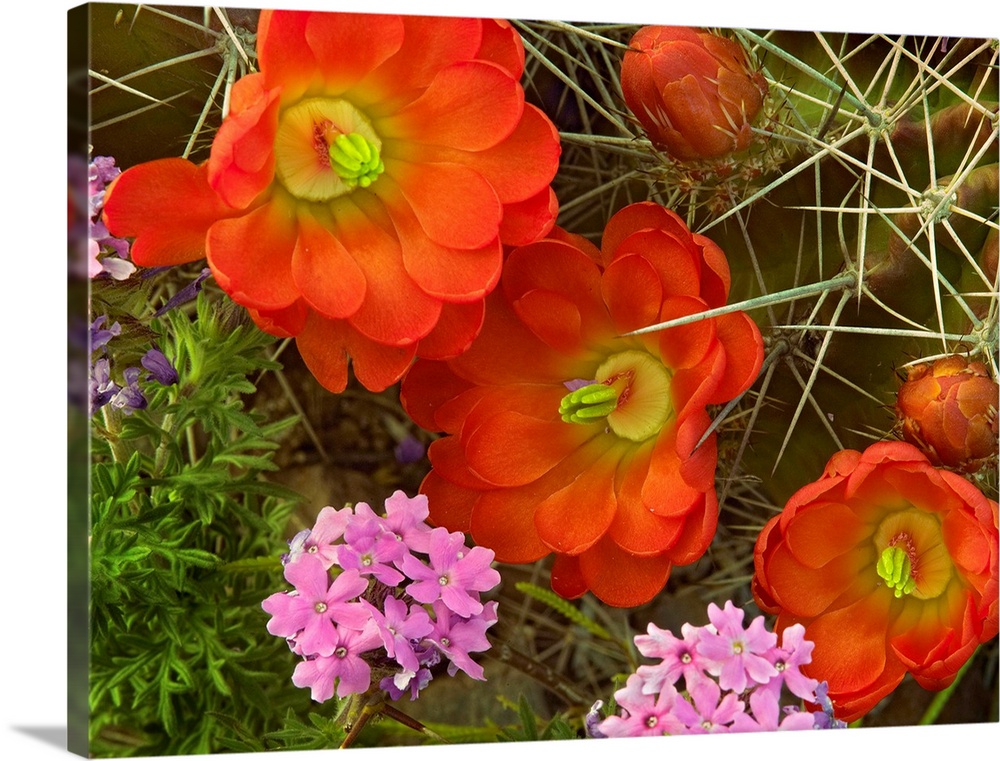 Claret Cup Cactus and Verbena, detail of flowers in bloom, North America