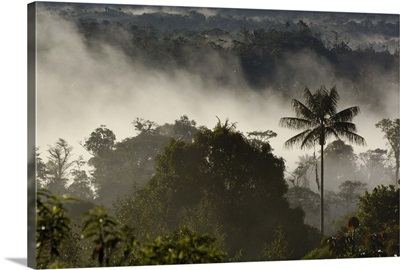 Cloud forest vegetation in mist, western slope of the Andes Mountains, Ecuador