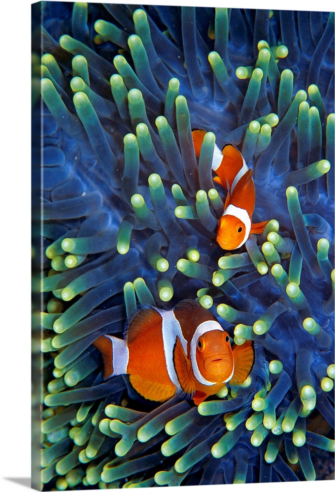 Portrait, oversized photograph of two clownfish swimming through the vibrant, glowing tentacles of a sea anemone.