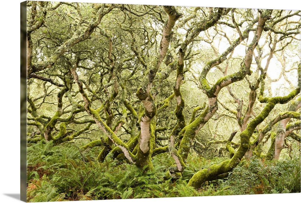 Coast Live Oak trees and Sword Ferns in evergreen forest, California
