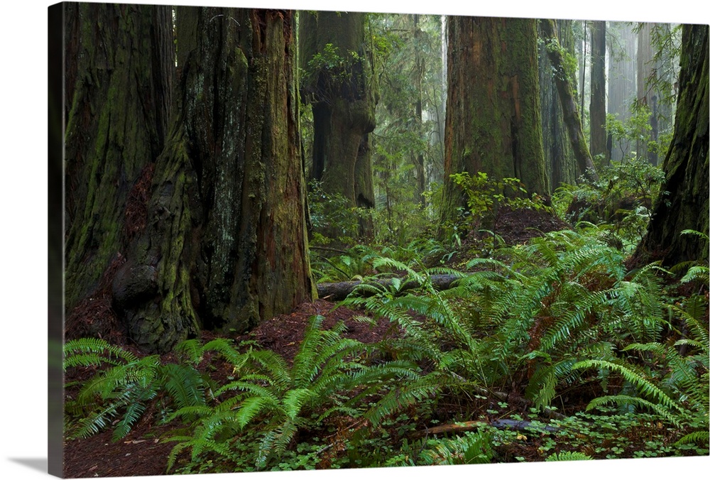 Coast Redwoods and Ferns in Redwood National Park California