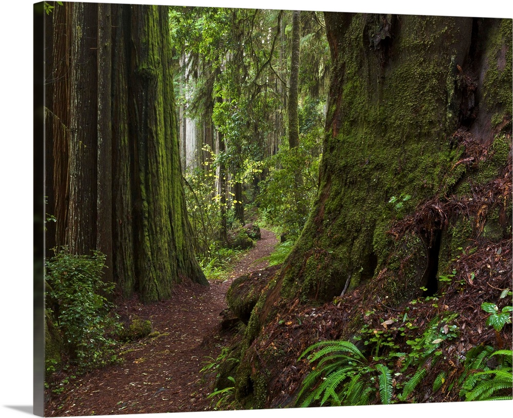 Coast Redwoods and path Redwood National Park California