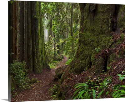 Coast Redwoods and path Redwood National Park California