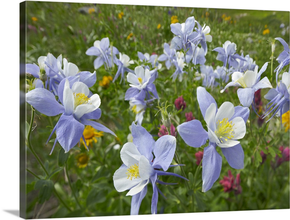 Colorado Blue Columbine (Aquilegia caerulea) flowers, American Basin, Colorado
