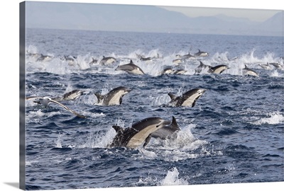 Common Dolphin pod surfacing, San Diego, California