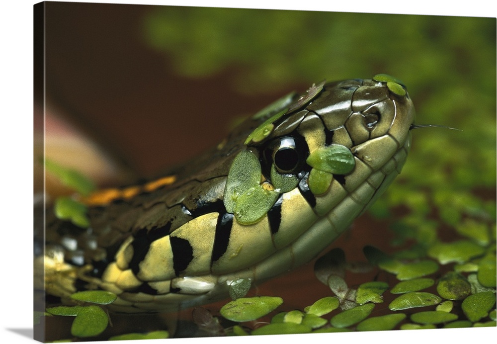 Common Garter Snake (Thamnophis sirtalis) in water with duckweed, native to North America