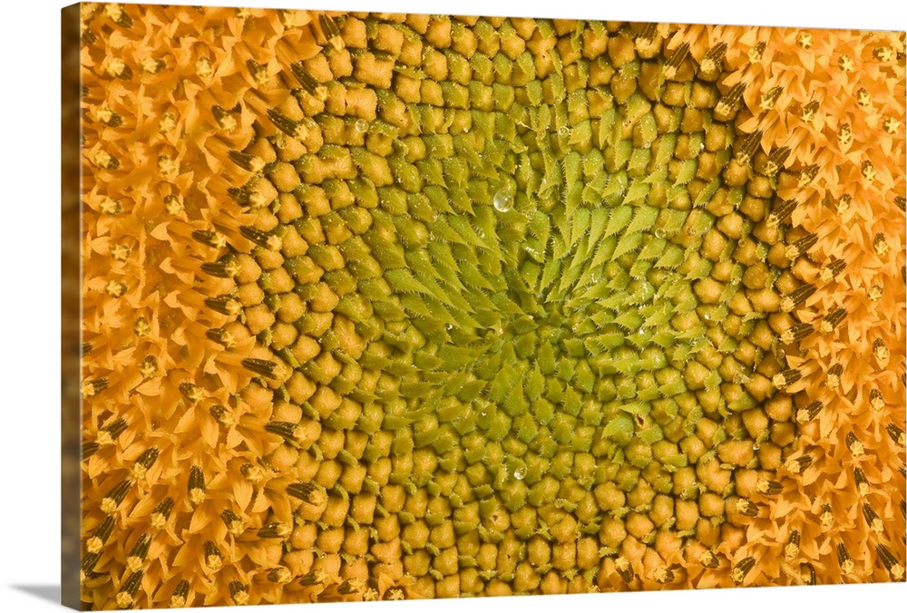 Macro photograph of the center of a Sunflower.