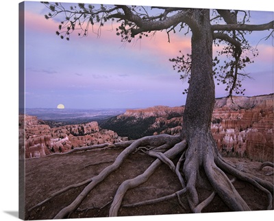 Conifer And Moon, Bryce Canyon National Park