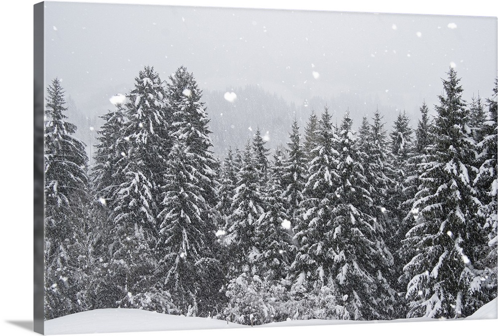 Verschneite Fichten, Winterlandschaft in den Bayerischen Alpen, Oberbayern, Deutschland / winterscenery with snowfall in t...