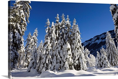 Coniferous forest in winter, Wetterstein Mountains, Alps, Upper Bavaria, Germany