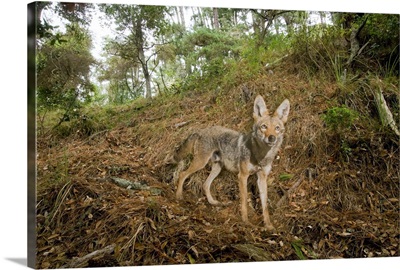 Coyote in deciduous forest, Aptos, Monterey Bay, California