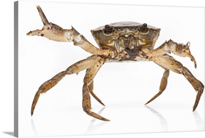 Crab, Suriname