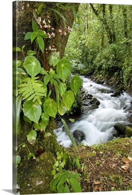 Creek flowing through rainforest, Costa Rica
