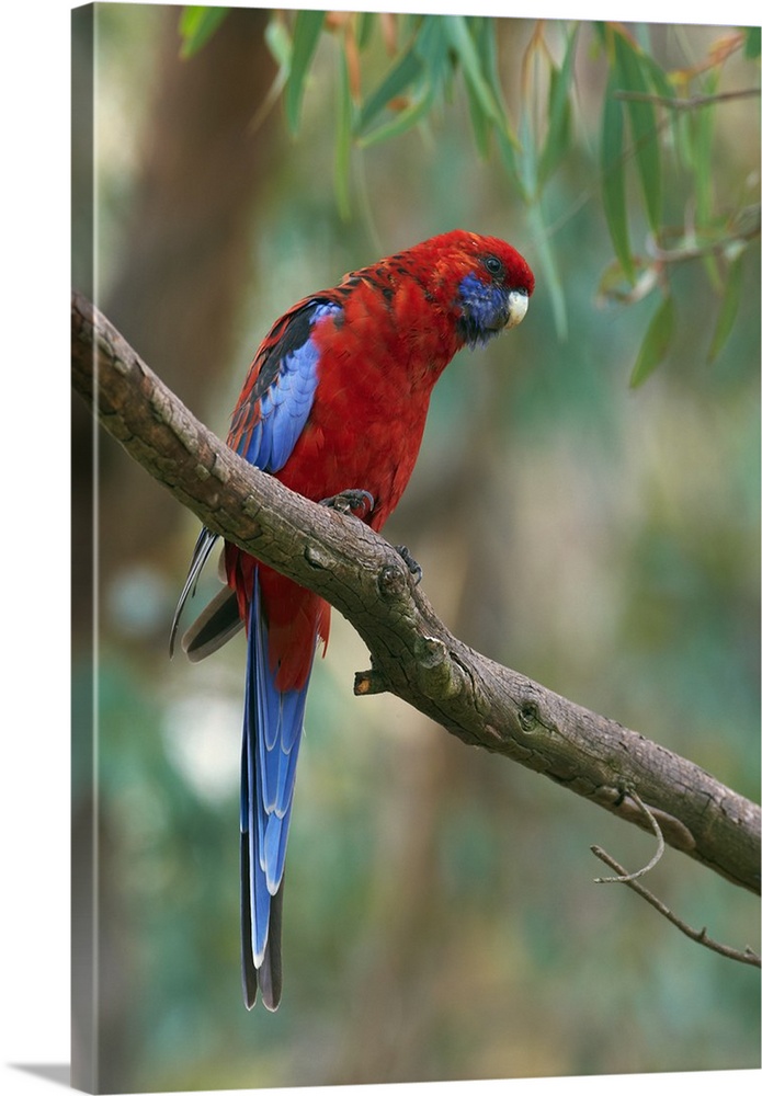 Crimson Rosella (Platycercus elegans) parrot, Canberra, Australia.