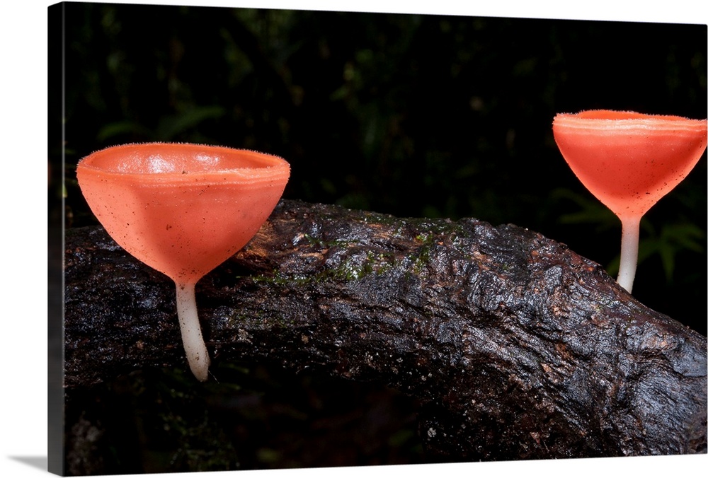 Cup Fungus mushrooms, Yasuni National Park, Amazon, Ecuador