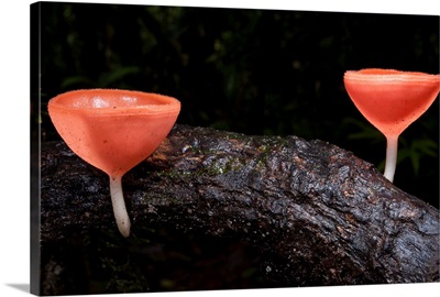 Cup Fungus mushrooms, Yasuni National Park, Amazon, Ecuador