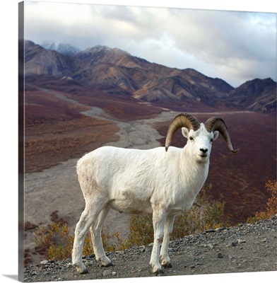 Dall's Sheep Ram Denali National Park