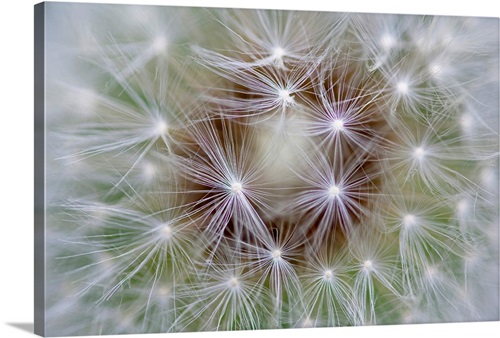 Dandelion (Taraxacum officinale) seed head showing achenes, Bavaria ...