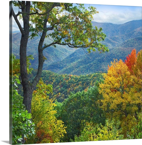 Deciduous forest in autumn, Blue Ridge Parkway, North Carolina Wall Art ...