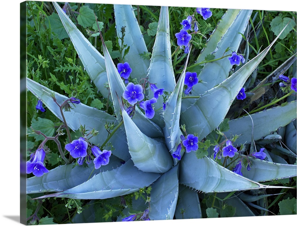 Desert Bluebell (Campanula rotundifolia) and Agave (Agave sp) North America