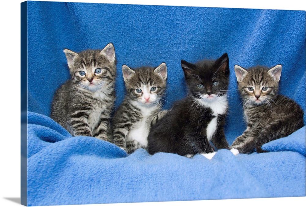Domestic Cat (Felis catus) four baby kittens sitting on blanket , Germany