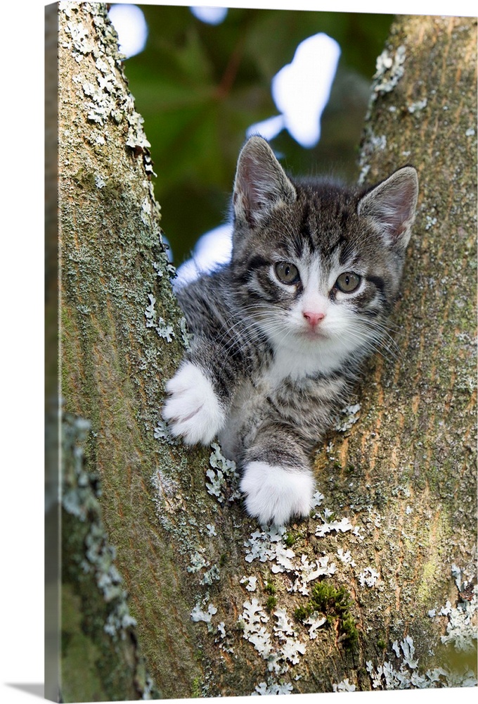 kitten sitting in tree fork, Lower Saxony, Germany, Europe