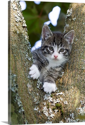 Domestic Cat Tabby kitten in tree fork, Lower Saxony, Germany