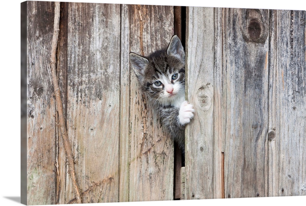 kitten peering out of garden shed, Lower Saxony, Germany, Europe