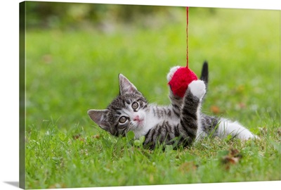 Domestic Cat, Tabby kitten playing with ball of wool in garden, Lower Saxony, Germany