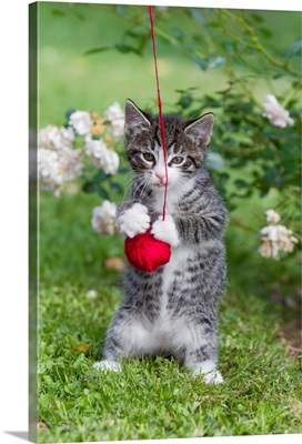 Domestic Cat Tabby kitten playing with ball of wool in garden, Lower Saxony, Germany