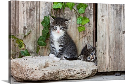 Domestic Cat Tabby kittens playing in front of garden shed, Lower Saxony, Germany