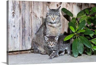 Domestic Cat, Tabby mother with kitten, Lower Saxony, Germany