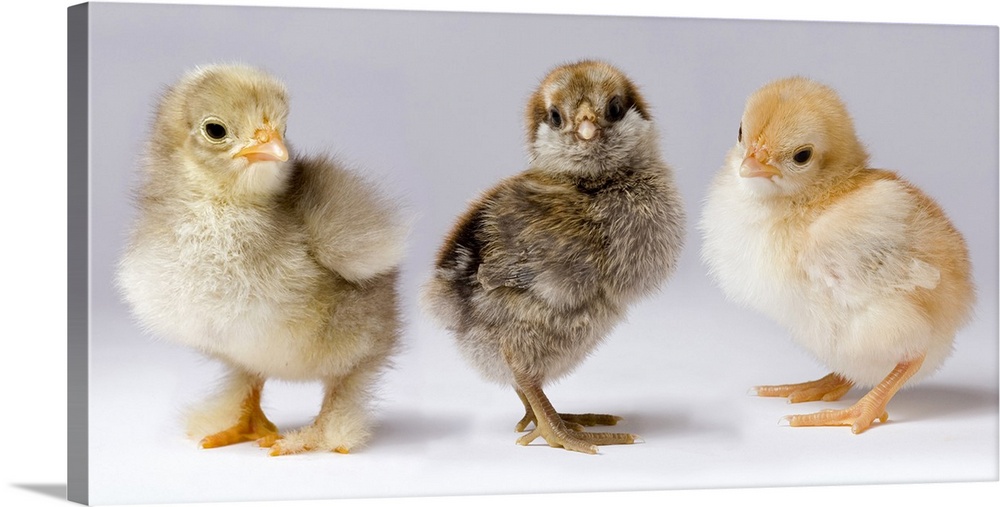 Genetic variation within chickens. These three dya old chicks represent years of selective breeding to bring out traits th...