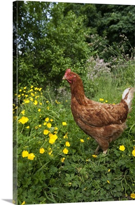 Domestic Chicken, freerange hen, standing in meadow amongst buttercups, England, june