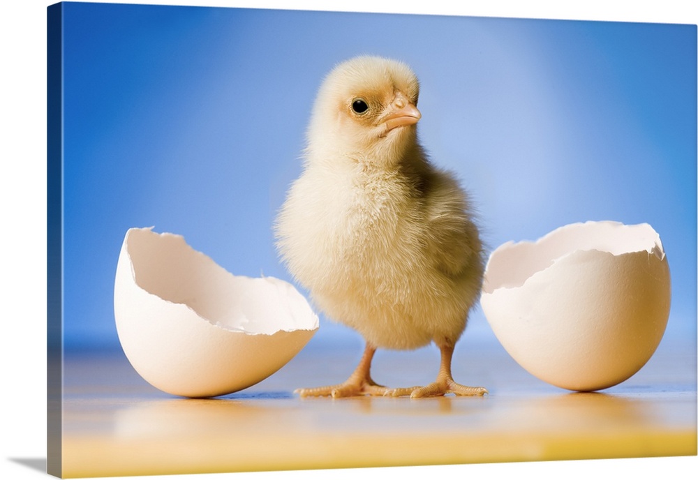 Photo illustration of a newly hatched chicken.