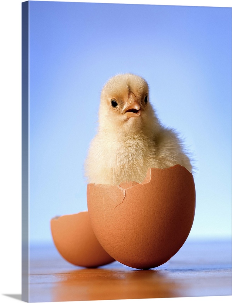 Photo illustration of a newly hatched chicken.