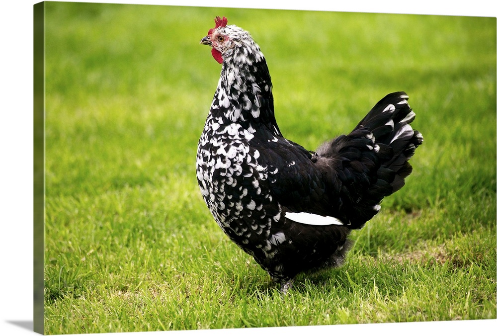 Domestic Chicken, Gournay hen, standing on grass, Normandy, France