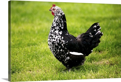Domestic Chicken, Gournay hen, standing on grass, Normandy, France