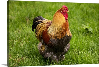 Domestic Chicken, Partridge Brahma, cockerel, standing on grass