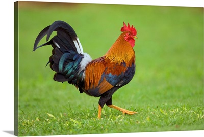 Domestic Chicken rooster, Kauai, Hawaii