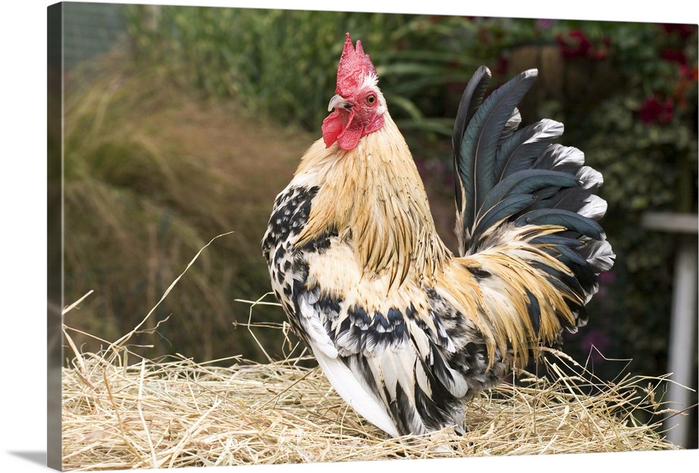 Domestic Chicken, Sable Poot, Lemon Mill Fleur cock