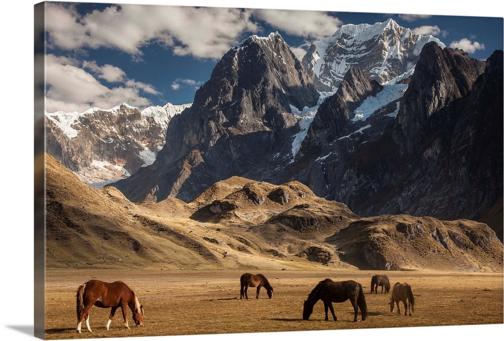 Carhuacocha lake, horses grazing under Siula Grande 6265 metres, Andes mountains, Cordillera Huayhuash, northern Peru
